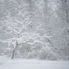 USA, Pennsylvania, Delaware Water Gap. Snow-covered forest in winter mist. Art Print
